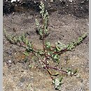 Chenopodium strictum (komosa wzniesiona)