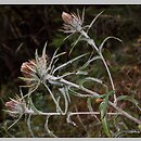 znalezisko 20100913.1.jkr - Carlina longifolia (dziewięćsił długolistny); wąwóz Sobczański (Pieniny)