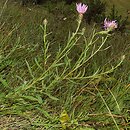 Centaurea pannonica (chaber pannoński)