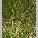 znalezisko 20110514.1.jkr - Carex caryophyllea (turzyca wiosenna); rez. Zielona Góra k/Olsztyna