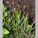 znalezisko 20110618.4.jkr - Carex pilulifera (turzyca pigułkowata); Bieszczady