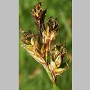 znalezisko 20110521.3.jkr - Carex curvata (turzyca odgięta); rez. Skorocice (Ponidzie)