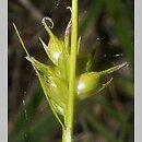 turzyca Michela (Carex michelii)