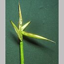 znalezisko 20110720.2.jkr - Carex pauciflora (turzyca skąpokwiatowa); Tatry Zachodnie