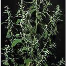 Chenopodium suecicum (komosa zielona)