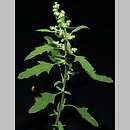 Chenopodium ficifolium (komosa jesienna)