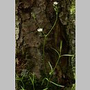 znalezisko 20110521.4.jkr - Stellaria longifolia (gwiazdnica długolistna); rez. Białe Ługi