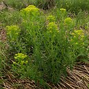 Euphorbia palustris (wilczomlecz bÅ‚otny)