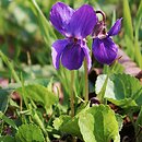fioÅ‚ek wonny (Viola odorata)