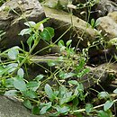Cerastium sylvaticum (rogownica leÅ›na)