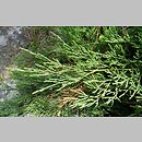 znalezisko 20120526.4.jkr - Juniperus sabina (jałowiec sabiński); ogródek PPN (Sromowce Wyżnie)