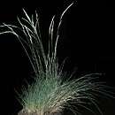 znalezisko 20120520.3.jkr - Festuca valesiaca (kostrzewa walezyjska); Gniazdowice k. Proszowic