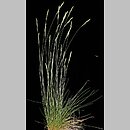 Festuca pseudodalmatica (kostrzewa nibydalmacka)