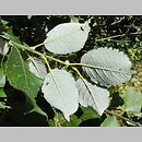wierzba iwa (Salix caprea)