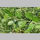 znalezisko 20140806.3.jkr - Salix myrsinifolia (wierzba czarniawa); jezioro Pilwie (Suwalszczyzna)