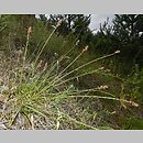 znalezisko 20150713.1.jkr - Carex spicata (turzyca ściśniona); Stara Kamienna