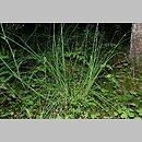 znalezisko 20150714.1.jkr - Carex canescens (turzyca siwa); rez. Perkuć