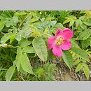 znalezisko 20150627.3.jkr - Rosa pendulina (róża alpejska); Bieszczady