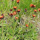 jastrzÄ™biec pomaraÅ„czowy (Hieracium aurantiacum)