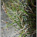Carex rupestris (turzyca skalna)