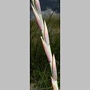 znalezisko 00010000.97.jkr - Elymus farctus ssp. boreali-atlanticus (perz sitowy nadmorski); rez. Mechalińskie Łąki