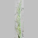 znalezisko 00010000.98.jkr - Elymus farctus ssp. boreali-atlanticus (perz sitowy nadmorski); Uznam
