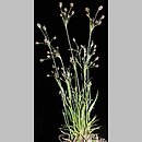 znalezisko 20150503.1.jkr - Luzula multiflora (kosmatka licznokwiatowa); ok. Wadowic