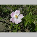 znalezisko 20150610.2.jkr - Rosa rubiginosa (róża rdzawa); Góry Pieprzowe