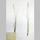 Bellardiochloa violacea (wiechlinostrzewa fioletowa)