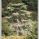 cedr cypryjski (Cedrus brevifolia)