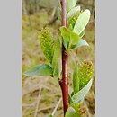 znalezisko 20150718.1.jkr - Salix myrtilloides (wierzba borówkolistna); torfowisko Zelwągi (Mazury)