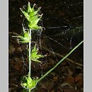 Carex otomana