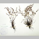 znalezisko 19660422.KRAM990505.jkr - Asplenium ×alternifolium (zanokcica niemiecka); Gorce, Bryjarka, gołoborza
