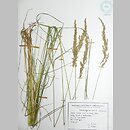 trzcinnik prosty (Calamagrostis stricta)