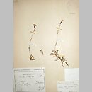 znalezisko 18800700.KRAM107299.jkr - Dianthus nitidus (goździk lśniący)