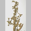 Halimione pedunculata (obione szypułkowa)