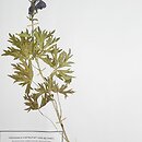 znalezisko 20020722.KRA224815.jkr - Aconitum ×czarnohorense (tojad czarnohorski); Ukraina, Czarnohora, Howerla
