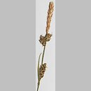 turzyca kulista (Carex globularis)