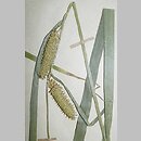 turzyca gÅ‚adkodziÃ³bkowa (Carex rhynchophysa)