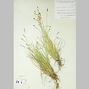 znalezisko 19510602.KRA43648.jkr - Carex brunnescens ssp. vitilis (turzyca brunatna); Kanada