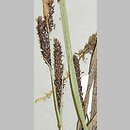 Carex omskiana (turzyca omska)