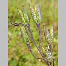 znalezisko 20170828.2.jkr - Delphinium elatum ssp. alpinum (ostróżka wyniosła alpejska); dol. Małej Łąki (Tatry)