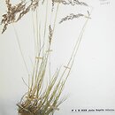 znalezisko 19250621.KRAM541167.jkr - Agrostis vinealis (mietlica piaskowa)