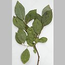 znalezisko 20150716.3.jkr - Salix myrsinifolia (wierzba czarniawa); k. Wiżajn (Suwalszczyzna)