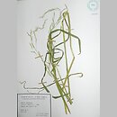 Glyceria Ã—pedicellata (manna pÅ‚onna)