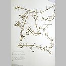 znalezisko 19750501.1.jkr - Ranunculus hederaceus (jaskier bluszczolistny)