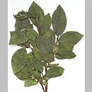 znalezisko 20150718.2.jkr - Salix myrsinifolia (wierzba czarniawa); torfowiska nad j. Zdróżno