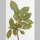 znalezisko 20150716.4.jkr - Salix myrsinifolia (wierzba czarniawa); ok. Wiżajn