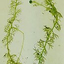 znalezisko 20191014.1.jkr - Utricularia ochroleuca (pływacz krótkoostrogowy); Laski k. Olkusza