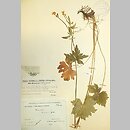 znalezisko 00010000.KRAM136392.jkr - Ranunculus acris ssp. friesianus; Austria